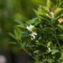 Calamondin Tree – #1 Container